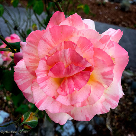 2026-Imperfect-0049