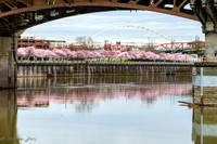 20260319-Blossoms-0001