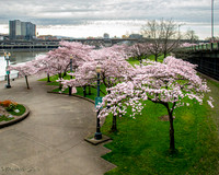 20260319-Blossoms-0005