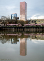 20260319-Blossoms-0003