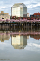 20260319-Blossoms-0002