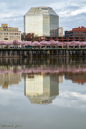 20260319-Blossoms-0002