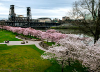 20260319-Blossoms-0006-2