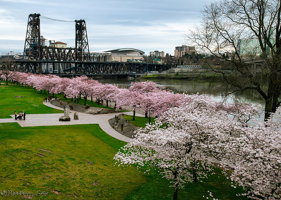 20260319-Blossoms-0006-2