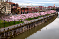 20260319-Blossoms-0007