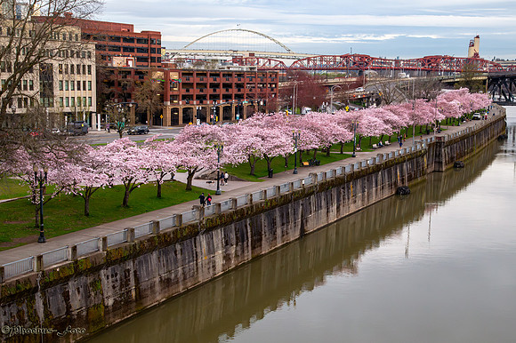 20260319-Blossoms-0007