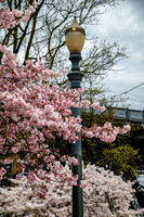 20260319-Blossoms-0006