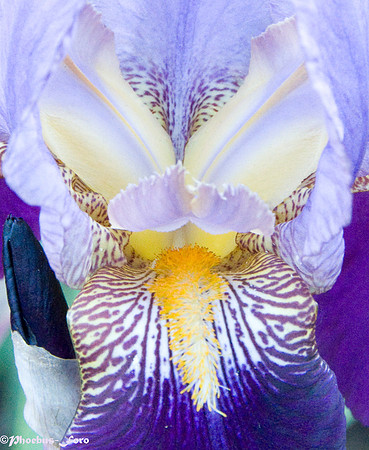 FlowerExposure
