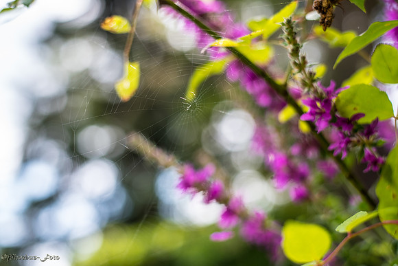 20170819-LBDF-0014